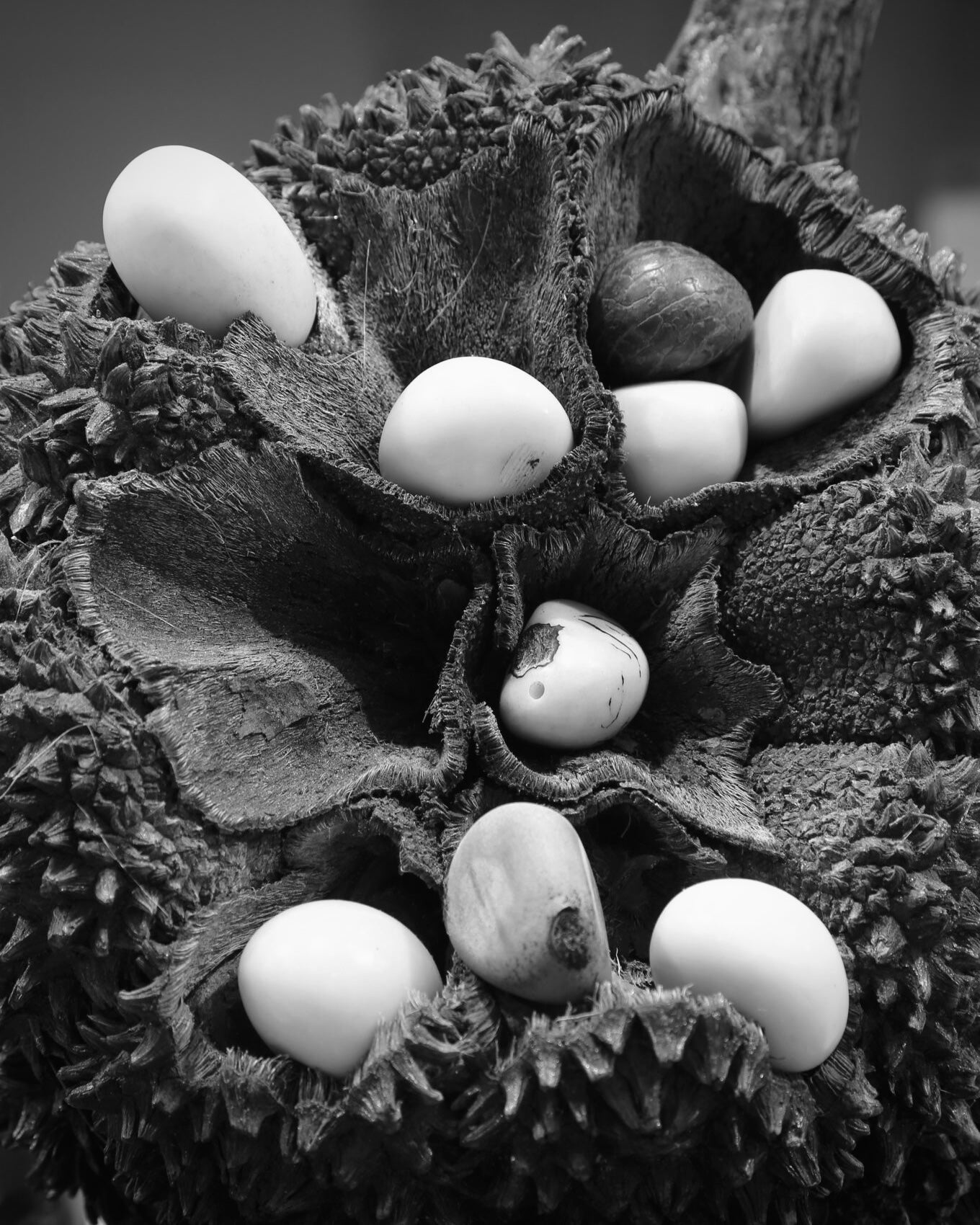 Ivory Tagua Necklace